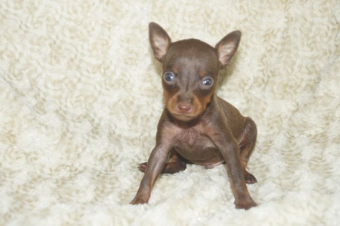 極小！！【チョコタン】男の子（053101）ミニチュアピンシャー