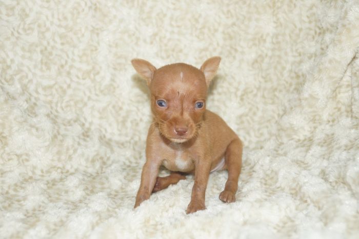 極小！！【レッド】男の子（053102）ミニチュアピンシャー