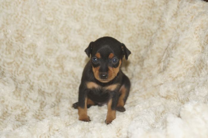 イケメン！！【ブラックタン】男の子（060701）ミニチュアピンシャー