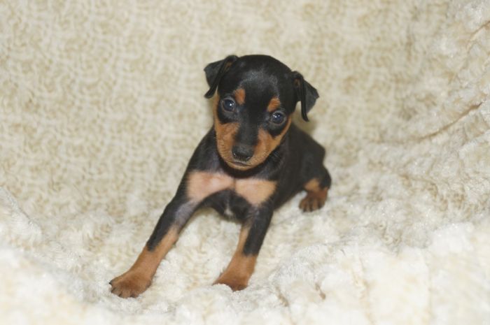 小ぶり！！【ブラックタン】女の子（060501）ミニチュアピンシャー