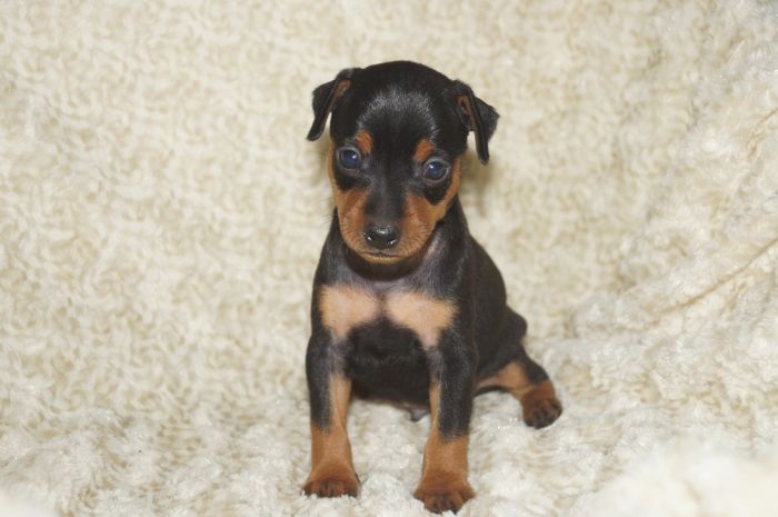 小ぶり！！【ブラックタン】男の子（060502）ミニチュアピンシャー