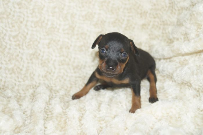 小ぶり！！【ブラックタン】女の子（060602）ミニチュアピンシャー