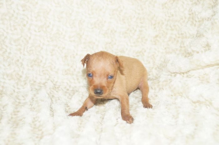 小ぶり！！【レッド】男の子（060601）ミニチュアピンシャー