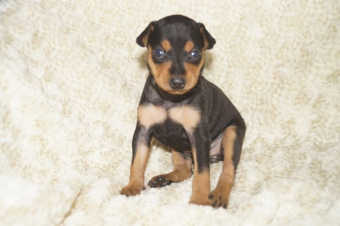 【ブラックタン】女の子（060704M）ミニチュアピンシャー