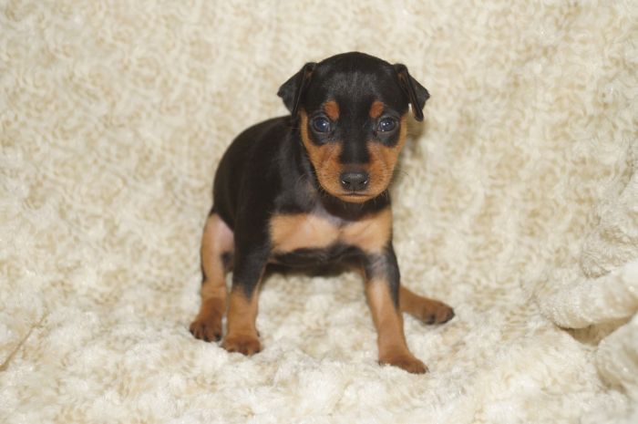 【ブラックタン】女の子（060703M）ミニチュアピンシャー