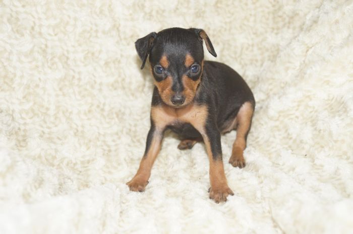 小ぶり！！【ブラックタン】女の子（061201）ミニチュアピンシャー