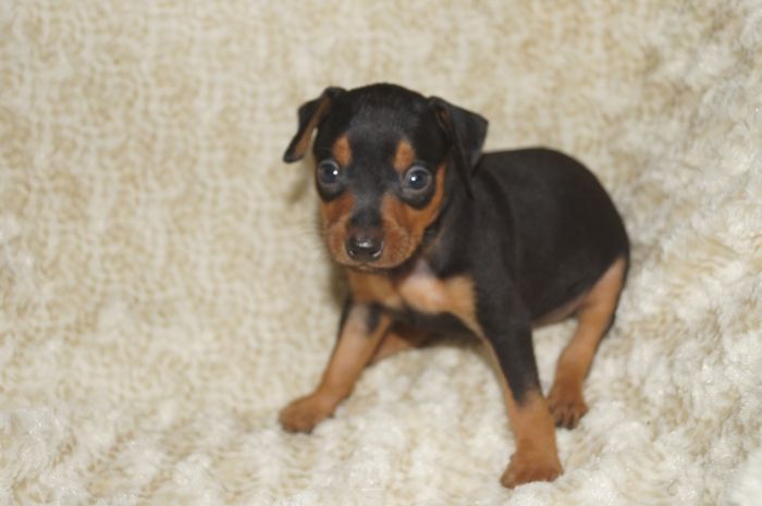 【ブラックタン】男の子（061202）ミニチュアピンシャー