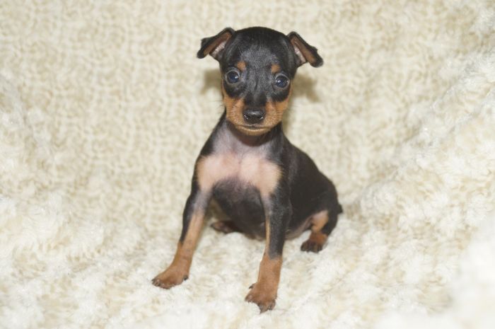 極小！！【ブラックタン】男の子（061301）ミニチュアピンシャー