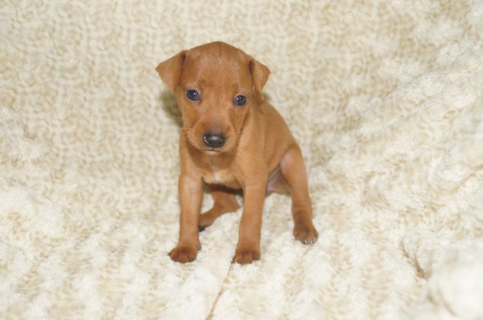 【レッド】女の子（061401）ミニチュアピンシャー