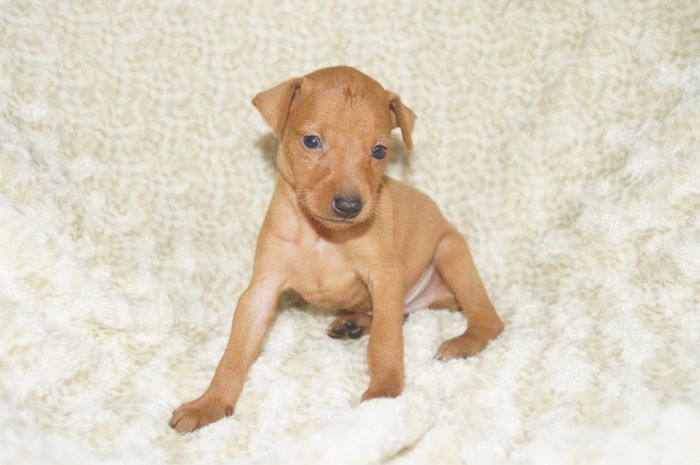 【レッド】男の子（061402）ミニチュアピンシャー