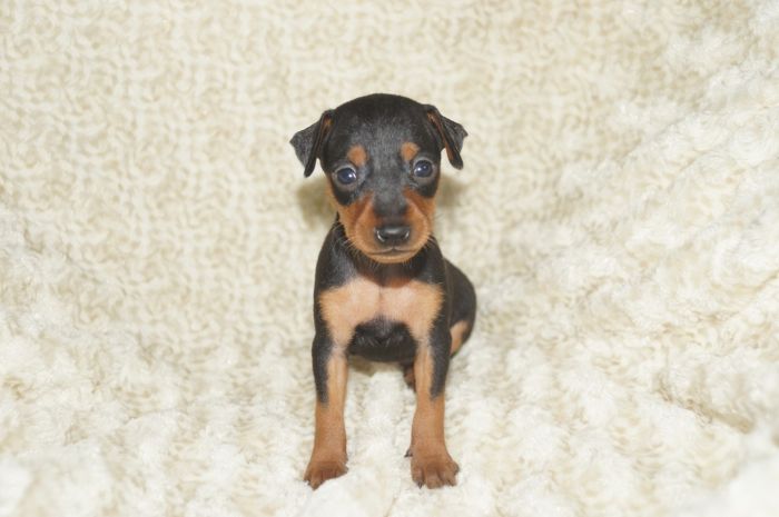 小ぶり！！【ブラックタン】男の子（061403）ミニチュアピンシャー