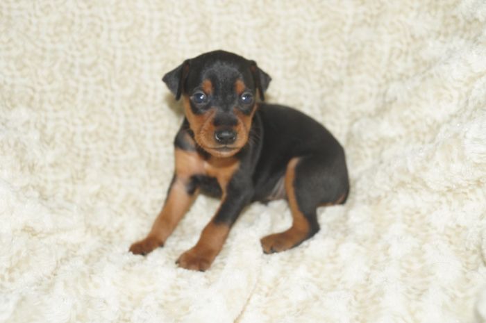 【ブラックタン】男の子（061404）ミニチュアピンシャー