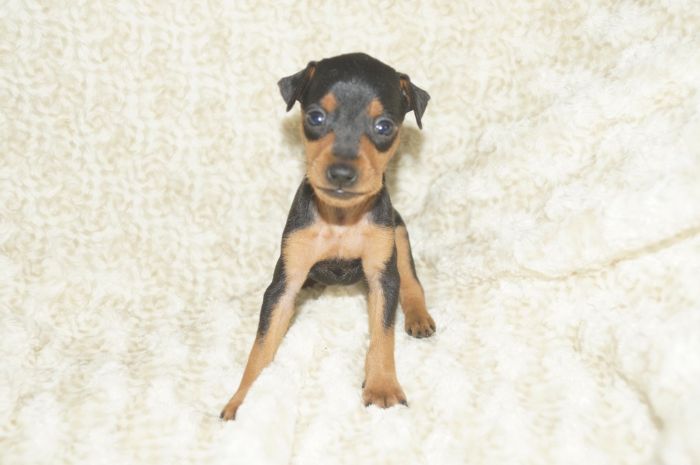 小ぶり！！【ブラックタン】男の子（061405）ミニチュアピンシャー