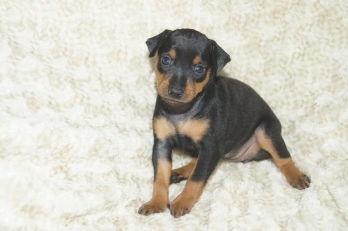 【ブラックタン】女の子（061406N）ミニチュアピンシャー