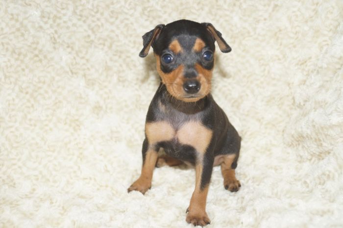 小ぶり！！【ブラックタン】女の子（062101）ミニチュアピンシャー