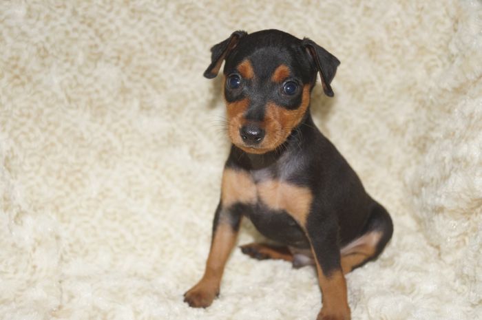 【ブラックタン】男の子（062102）ミニチュアピンシャー