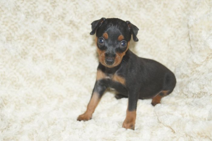 小ぶり！！【ブラックタン】男の子（062103）ミニチュアピンシャー