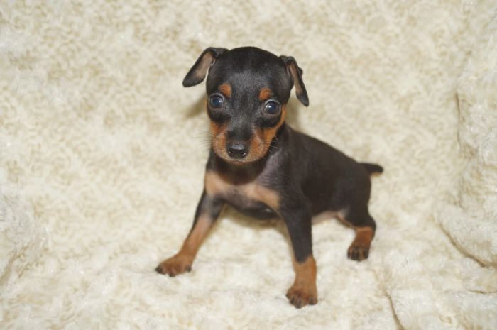 小ぶり！！【ブラックタン】男の子（062104）ミニチュアピンシャー