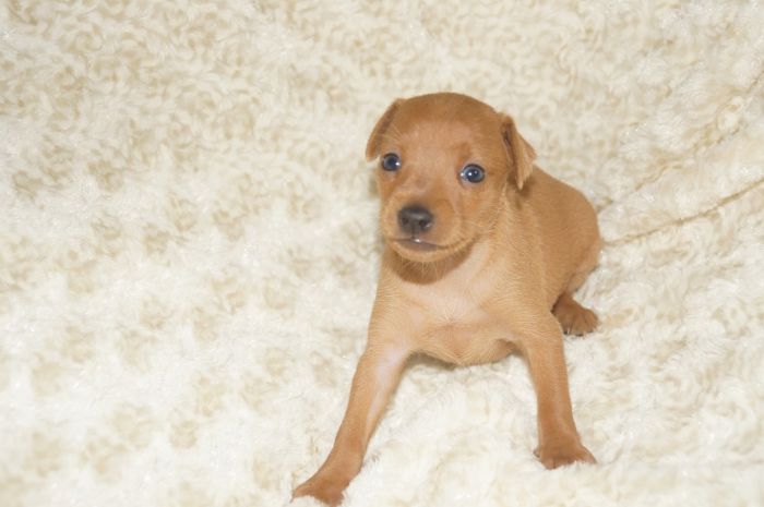 小ぶり！！【レッド】女の子（062602）ミニチュアピンシャー