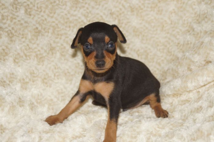 小ぶりイケメン！！【ブラックタン】男の子（062601）ミニチュアピンシャー