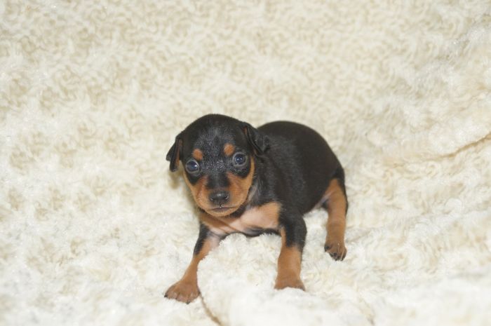 小ぶり！！【ブラックタン】女の子（062802）ミニチュアピンシャー