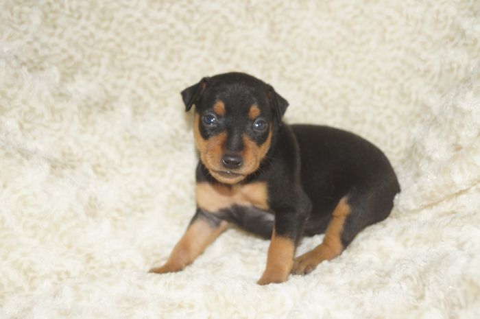 小ぶり！！【ブラックタン】女の子（062803M）ミニチュアピンシャー