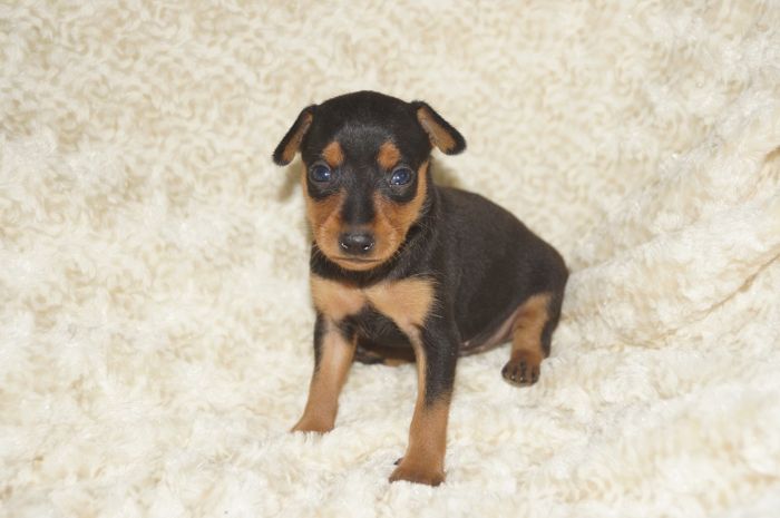 小ぶり！！【ブラックタン】男の子（062804M）ミニチュアピンシャー