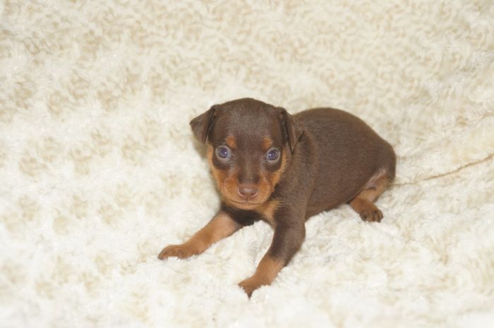 小ぶり人気色！！【チョコタン】男の子（062805M）ミニチュアピンシャー