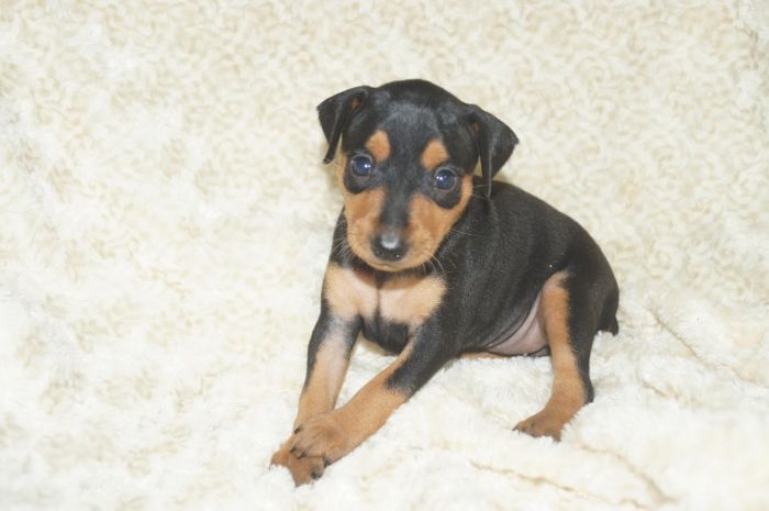 【ブラックタン】女の子（072602）ミニチュアピンシャー