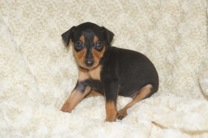 【ブラックタン】女の子（072603）ミニチュアピンシャー