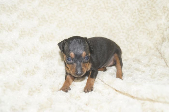 極小美人！！【ブラックタン】女の子（081505）ミニチュアピンシャー