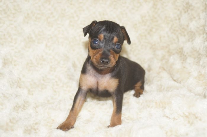 小ぶり！！【ブラックタン】男の子（081504）ミニチュアピンシャー