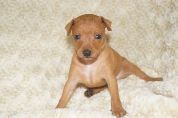 小ぶり！！【レッド】女の子（081503）ミニチュアピンシャー