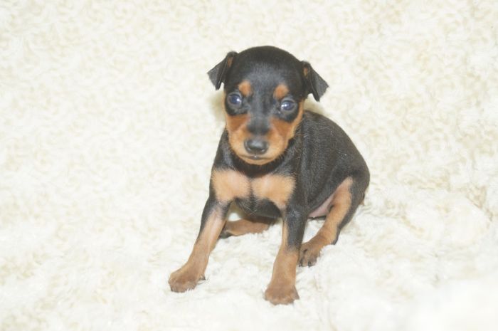 小ぶり！！【ブラックタン】女の子（081502）ミニチュアピンシャー