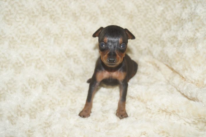 小ぶり！！【ブラックタン】男の子（081501）ミニチュアピンシャー