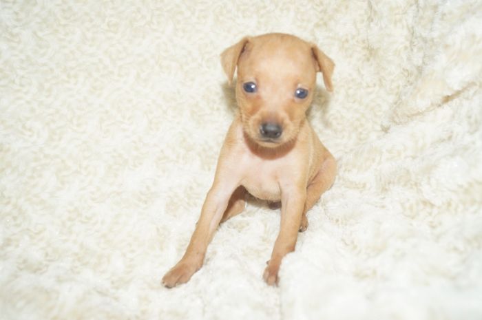 小ぶり！！【レッド】男の子（082801）ミニチュアピンシャー