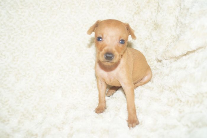 小ぶり！！【レッド】女の子（082802）ミニチュアピンシャー