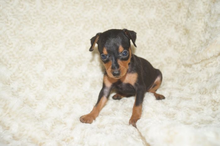 小ぶり！！【ブラックタン】女の子（082803）ミニチュアピンシャー