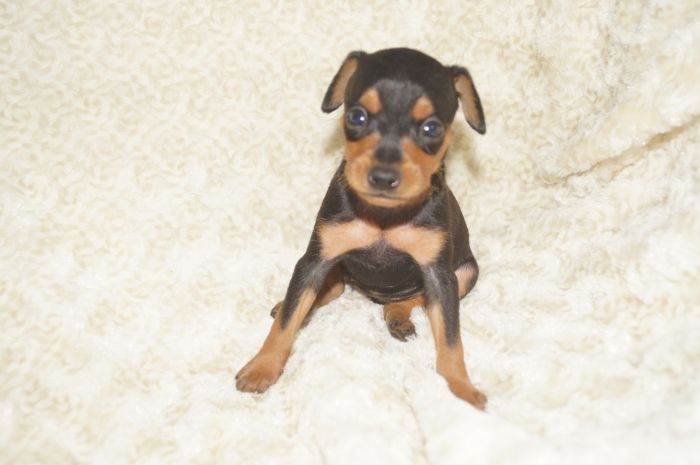 小ぶり美人！！【ブラックタン】女の子（082804）ミニチュアピンシャー