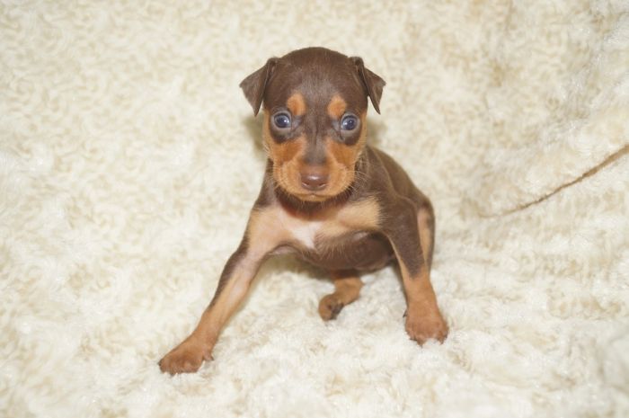 小ぶり！！【チョコタン】女の子（083003）ミニチュアピンシャー