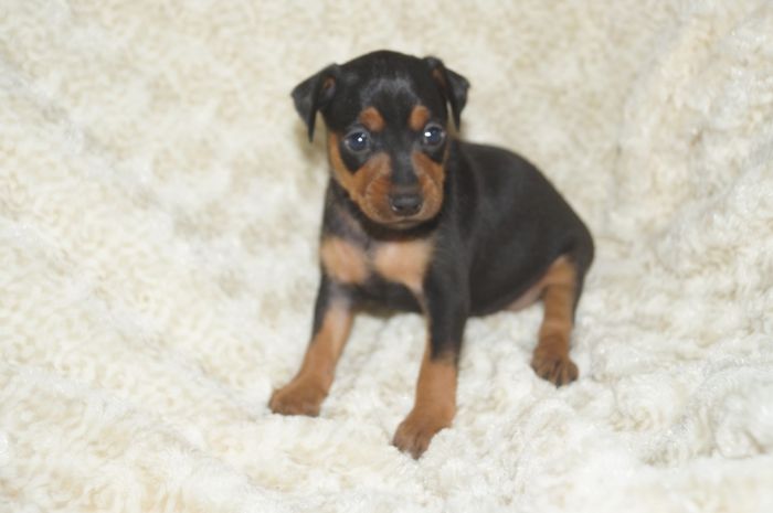 【ブラックタン】女の子（090401）ミニチュアピンシャー