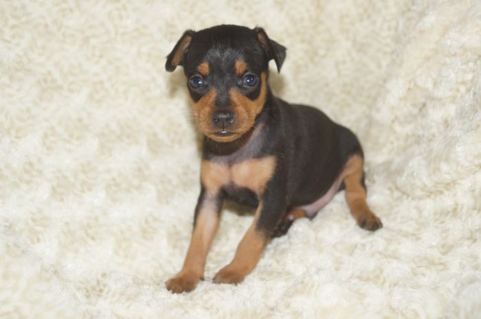 【ブラックタン】男の子（090402）ミニチュアピンシャー