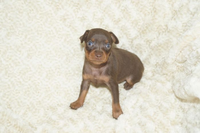 小ぶり！！【チョコタン】男の子（090601）ミニチュアピンシャー