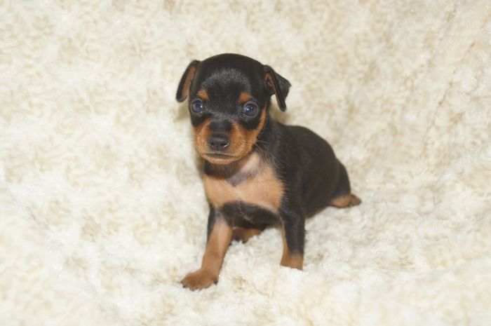 小ぶりイケメン！！【ブラックタン】男の子（090603）ミニチュアピンシャー