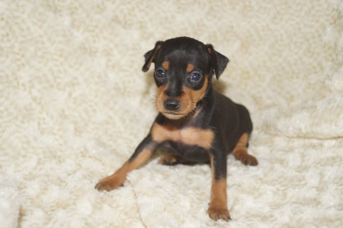 小ぶり！！【ブラックタン】男の子（092701）ミニチュアピンシャー