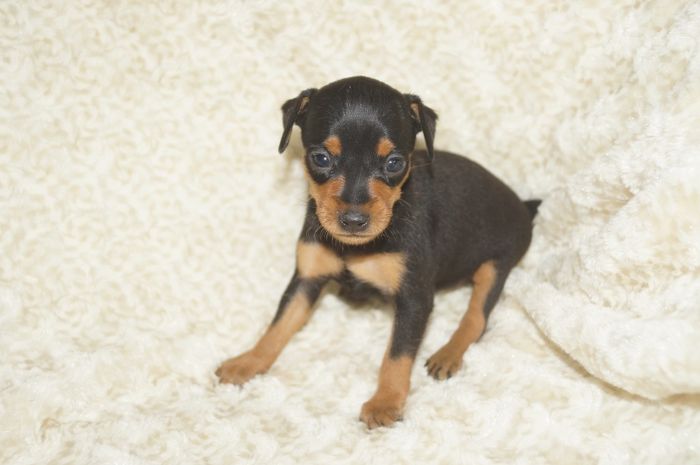 小ぶりイケメン！！【ブラックタン】男の子（092702）ミニチュアピンシャー