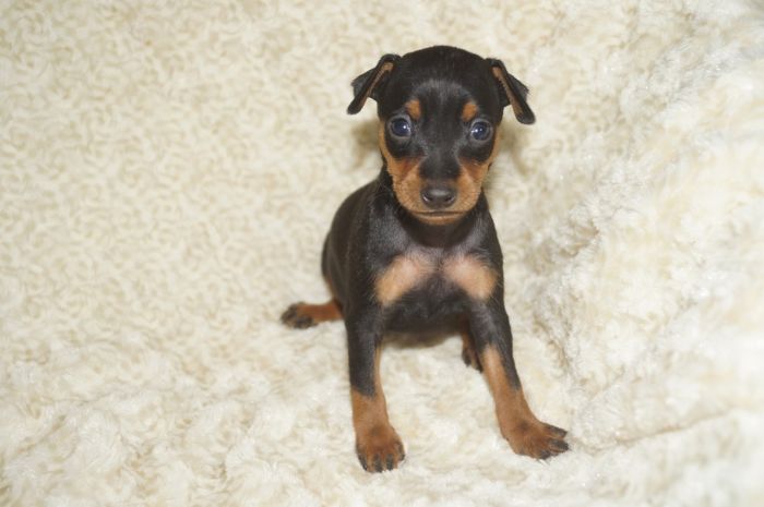 【ブラックタン】女の子（092703）ミニチュアピンシャー