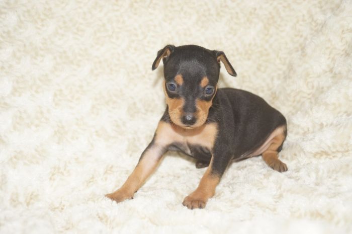 美人！！【ブラックタン】女の子（101001）ミニチュアピンシャー