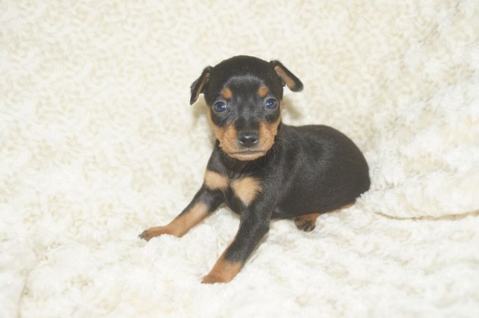 【ブラックタン】女の子（101002）ミニチュアピンシャー