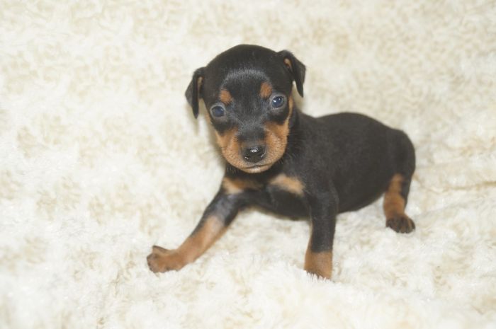 【ブラックタン】男の子（101003）ミニチュアピンシャー